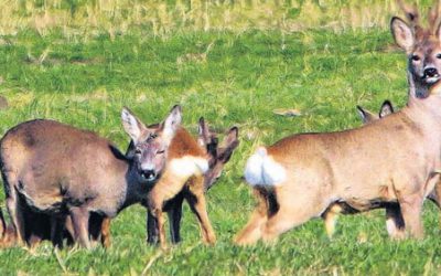 Hier heilt Dr. Moos zerbrechliche Rehe