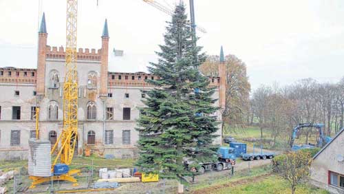 Weihnachtsbaum_Tanne_schloss_broock