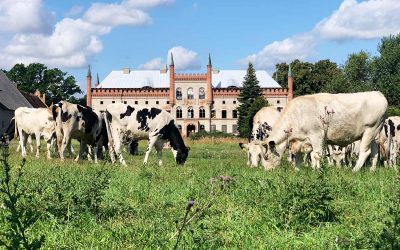 Neuigkeiten vom Schlossgut